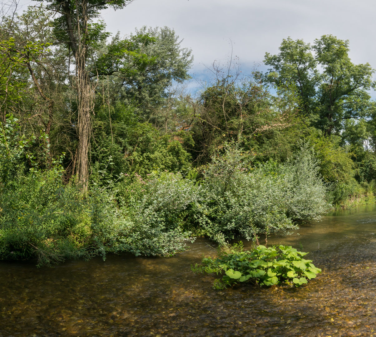 Réserve Naturelle De L île Du Rohrschollen