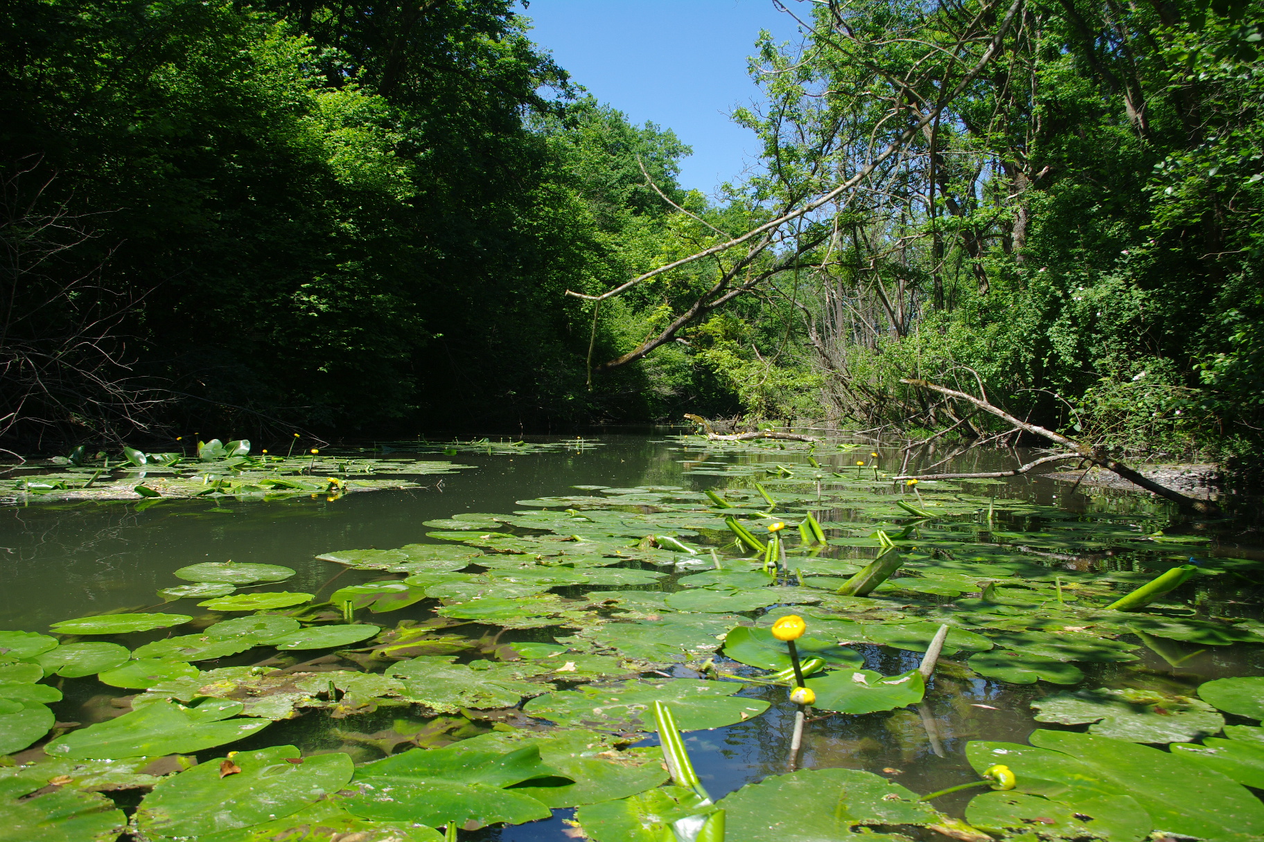 Réserve Naturelle De L île Du Rohrschollen