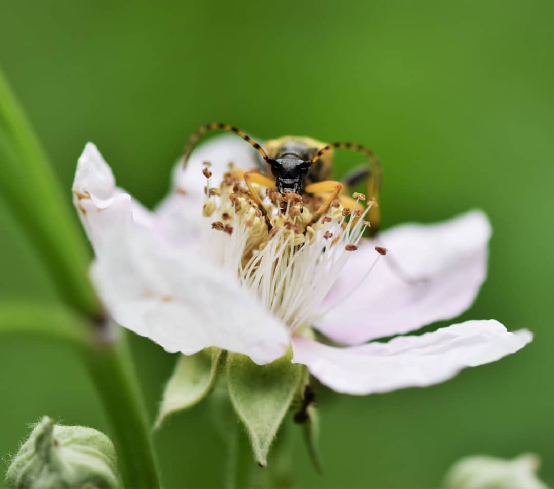 Lepture tachetée