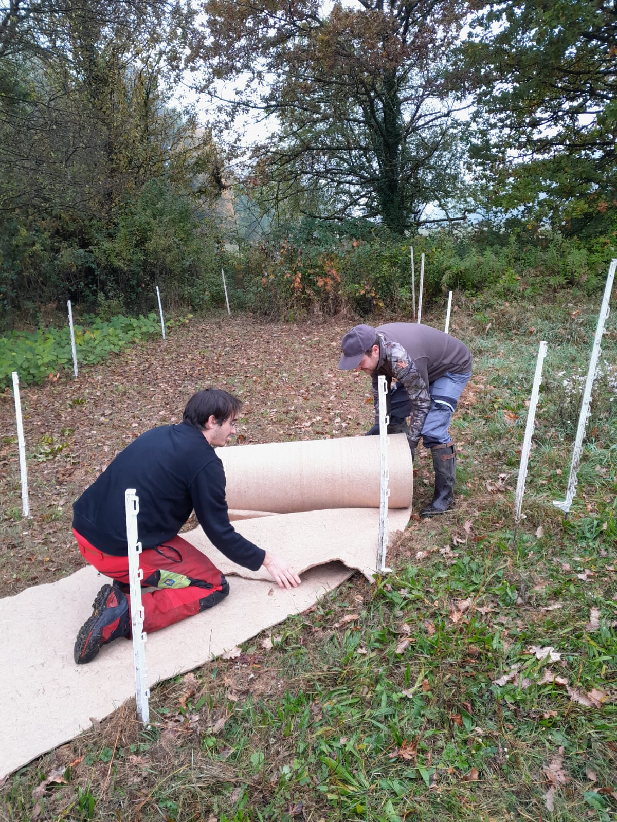 pose du voile de plantation